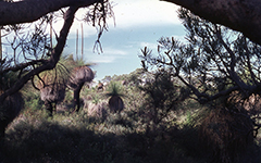 1972 Sydney Australia